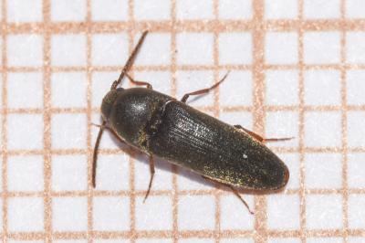 <i>Hylis cariniceps</i>