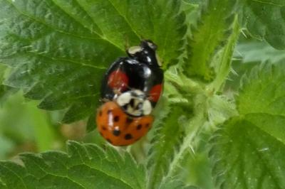 <i>Harmonia axyridis</i>
