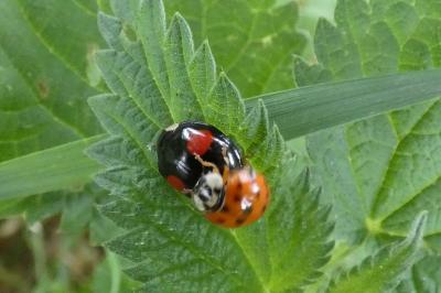 <i>Harmonia axyridis</i>