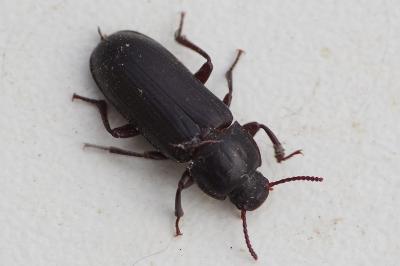 <i>Tenebrio molitor</i>