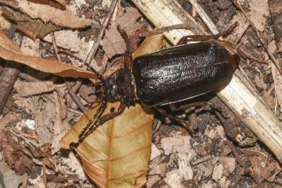 <i>Prionus coriarius</i>