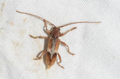 <i>Trichoferus pallidus</i>