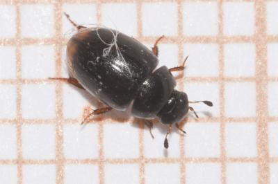 <i>Cercyon marinus</i>