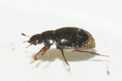 <i>Cercyon marinus</i>