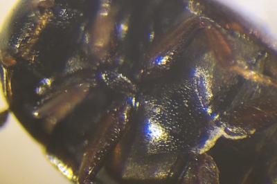 <i>Cercyon marinus</i>
