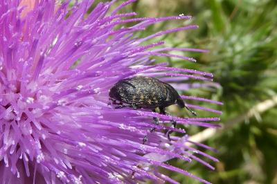 <i>Larinus turbinatus</i>