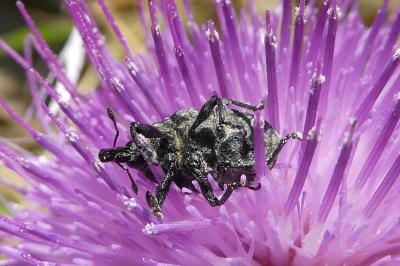 <i>Larinus turbinatus</i>