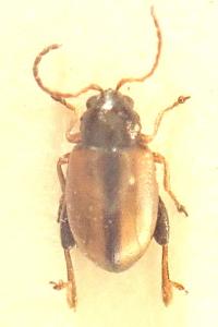 <i>Longitarsus nasturtii</i>