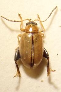 <i>Longitarsus melanocephalus</i>