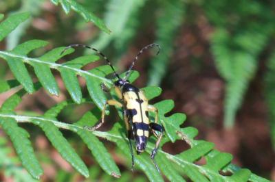 <i>Rutpela maculata</i>