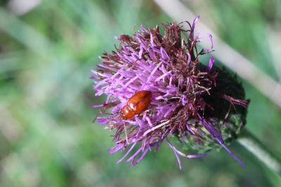 <i>Neocrepidodera</i>