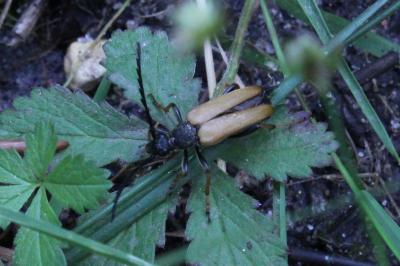 <i>Stictoleptura rubra</i>