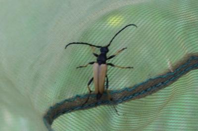 <i>Stictoleptura rubra</i>