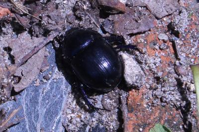 <i>Anoplotrupes stercorosus</i>