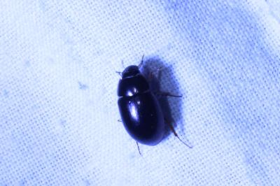<i>Limnoxenus niger</i>