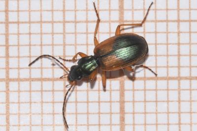 <i>Anchomenus dorsalis</i>