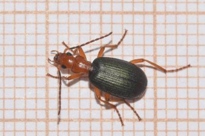 <i>Brachinus crepitans</i>