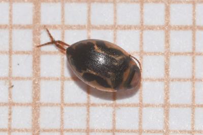 <i>Hygrotus inaequalis</i>