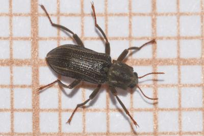 <i>Stenelmis canaliculata</i>