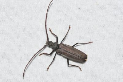 <i>Aegosoma scabricorne</i>