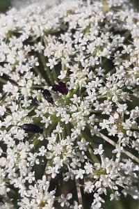 <i>Mordella aculeata</i>