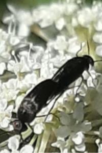 <i>Mordella aculeata</i>