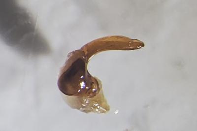<i>Brachinus crepitans</i>