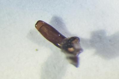 <i>Brachinus crepitans</i>