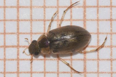 <i>Berosus affinis</i>