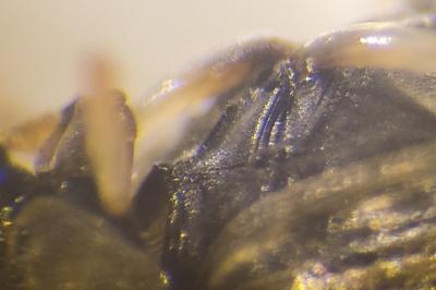 <i>Berosus affinis</i>