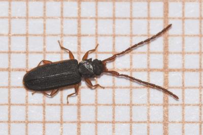 <i>Uleiota planatus</i>