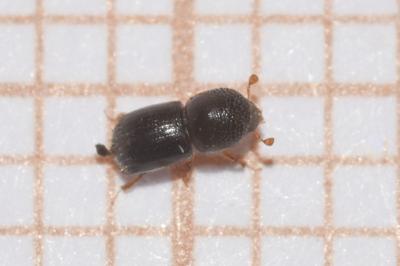 <i>Xylosandrus germanus</i>