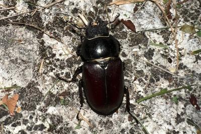<i>Lucanus cervus</i>