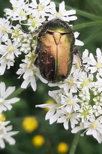 <i>Cetonia aurata</i>