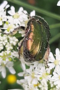 <i>Cetonia aurata</i>