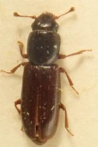 <i>Rhizophagus fenestralis</i>