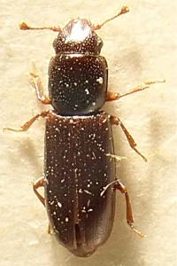 <i>Rhizophagus fenestralis</i>