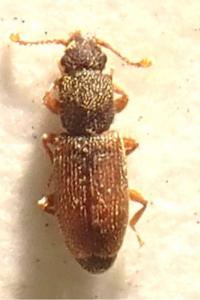 <i>Monotoma bicolor</i>