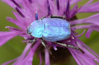 <i>Hoplia coerulea</i>