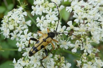 <i>Rutpela maculata</i>