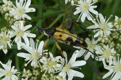 <i>Rutpela maculata</i>
