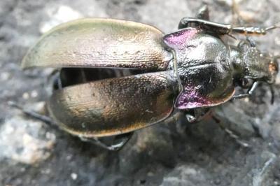<i>Carabus nemoralis</i>