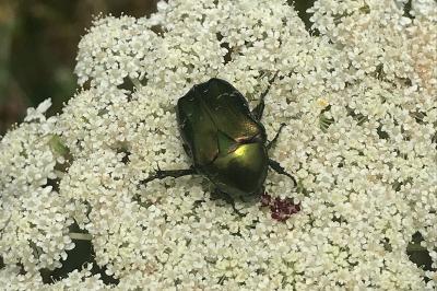 <i>Cetonia aurata</i>