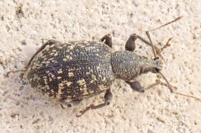 <i>Otiorhynchus sulcatus</i>