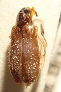 <i>Mycetochara maura</i>