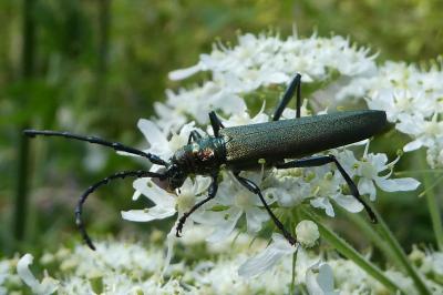 <i>Aromia moschata</i>