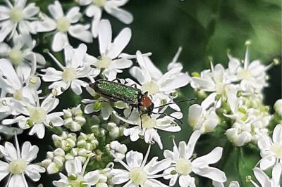 <i>Anogcodes seladonius</i>