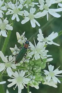 <i>Anogcodes seladonius</i>