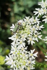 <i>Anogcodes seladonius</i>