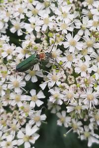 <i>Anogcodes seladonius</i>